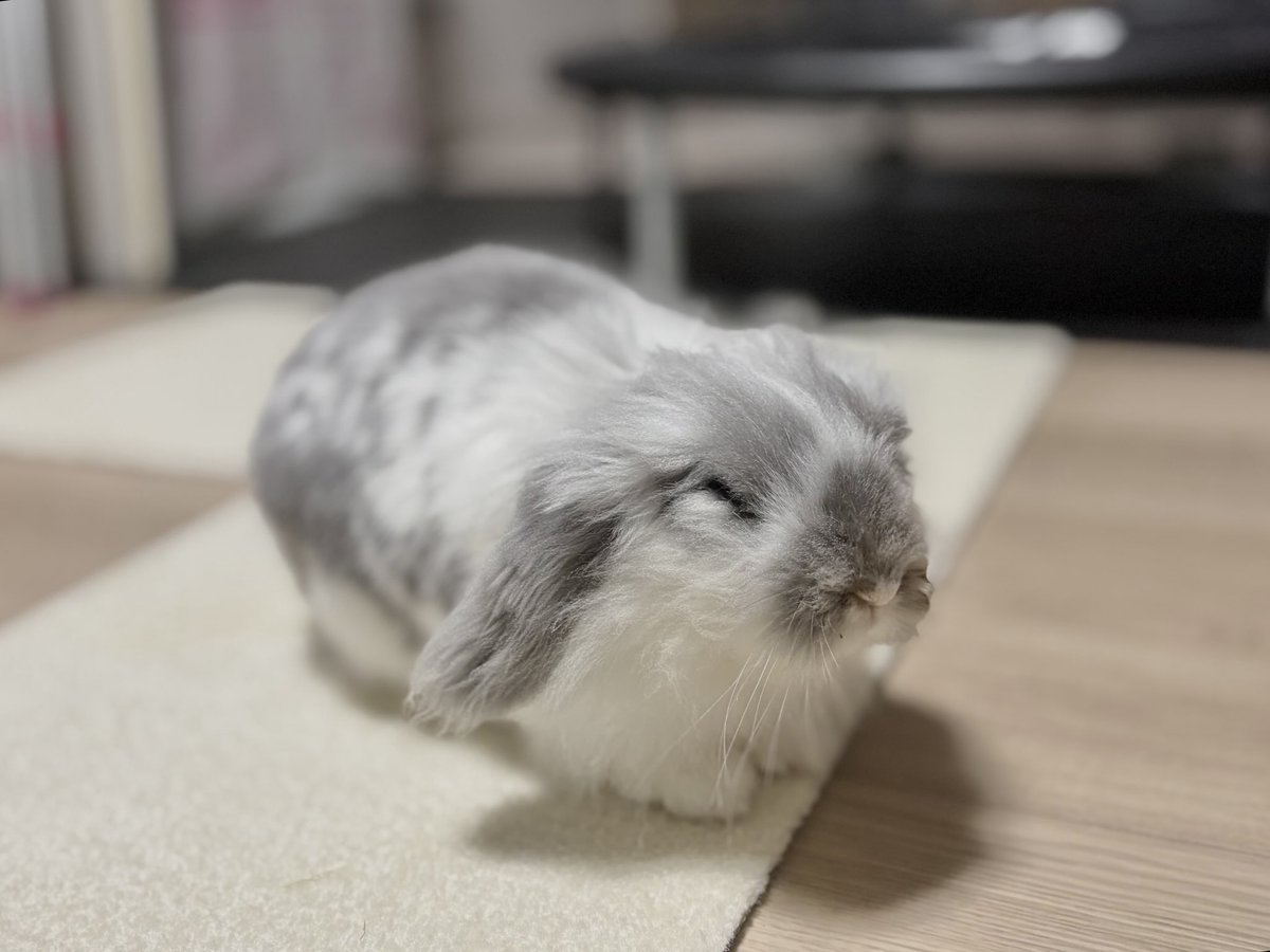 ＼なでられるじゅんびは できてるよ／