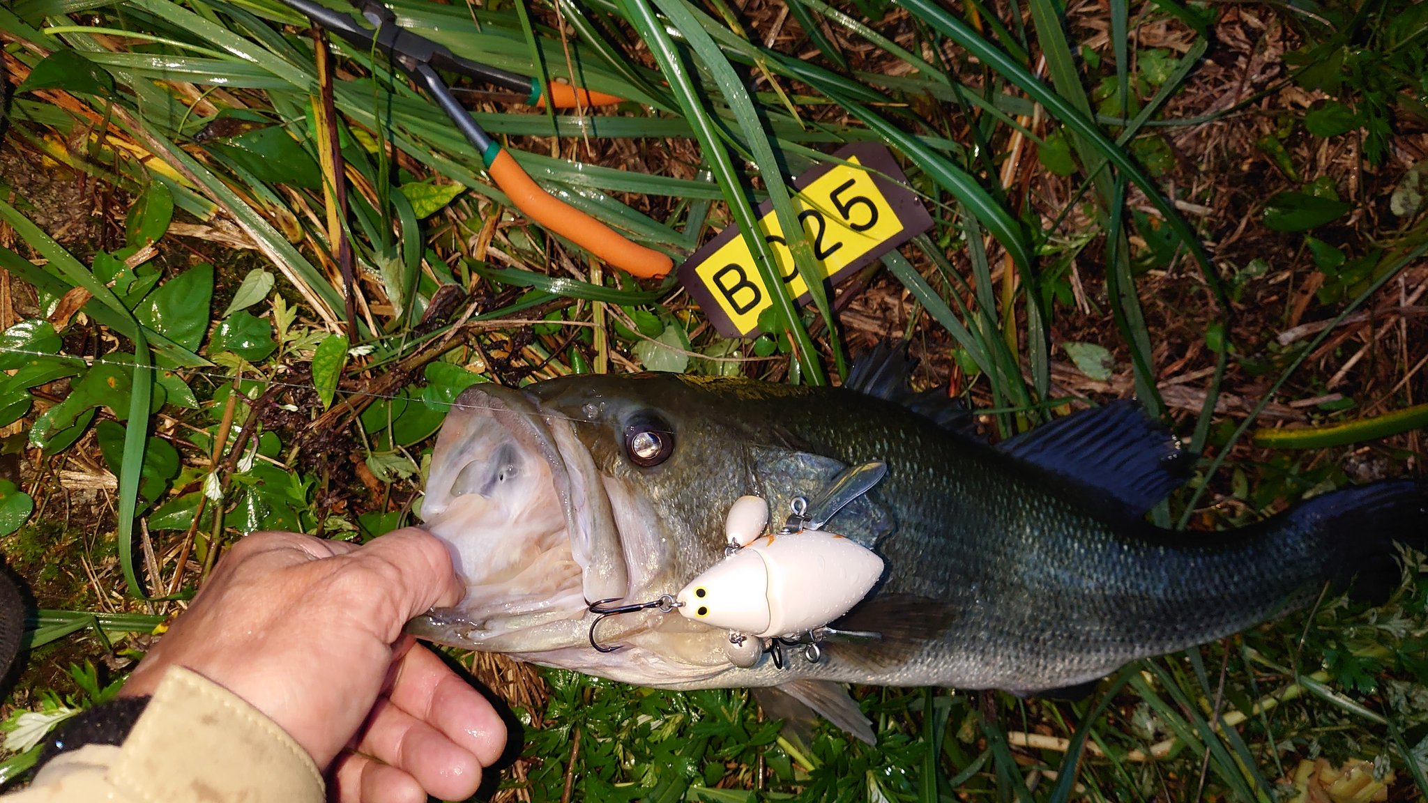 チビクロークローラー - Search / X