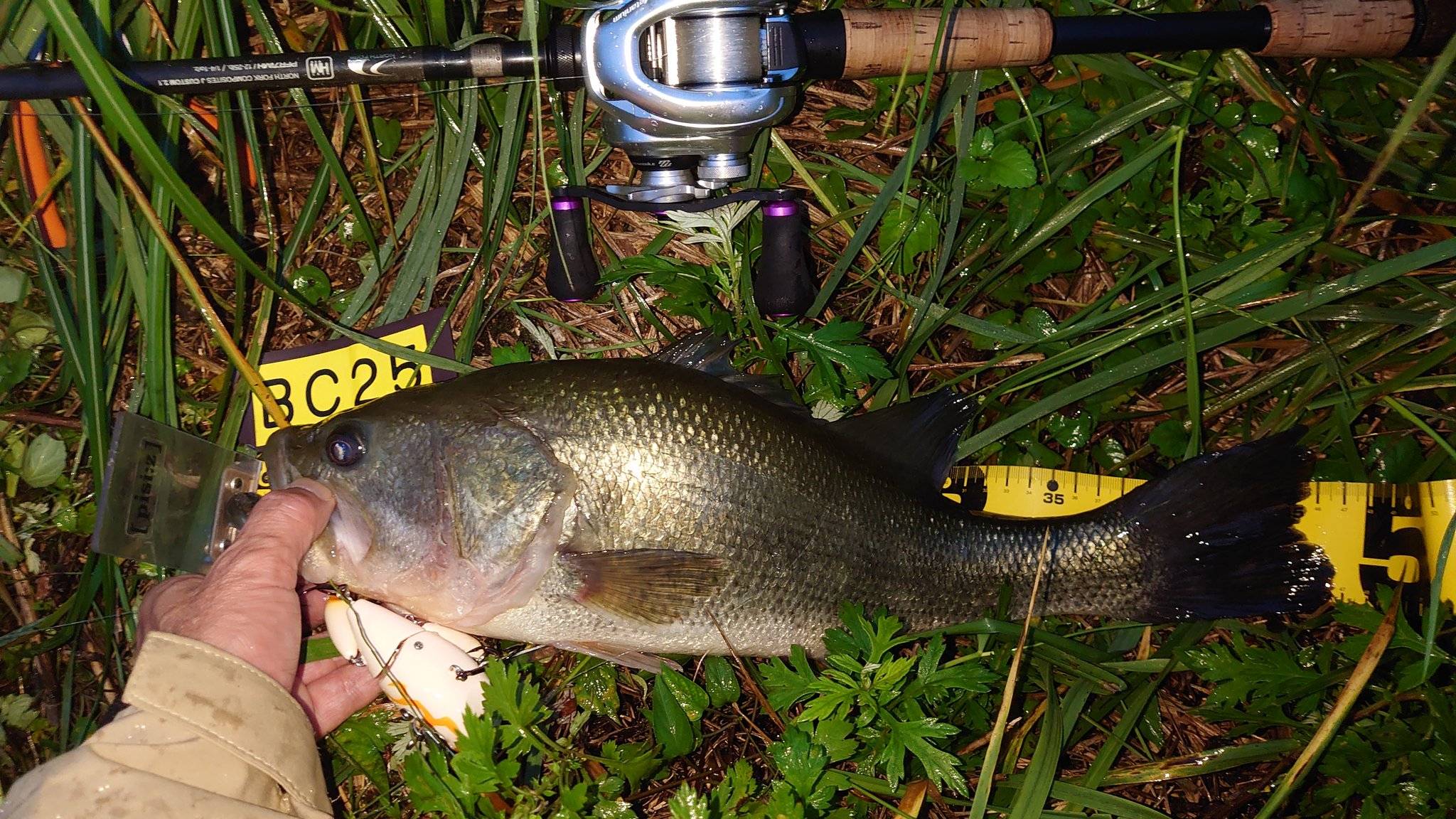 チビクロークローラー - Search / X