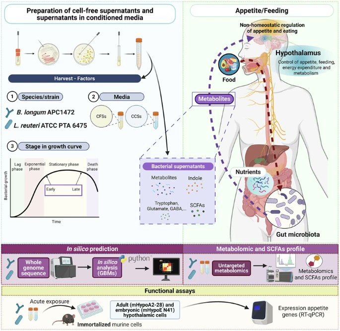 harschellekens's tweet image. Delighted to share our latest publication in @Nature_NPJ  Biofilms and Microbiomes rdcu.be/eJqgQ. Congratulations to @Cristinacuestam and co-authors, using in silico, metabolomic &amp;amp; cellular assays, bacterial metabolites modulate #hypothalamic genes tied to #appetite.