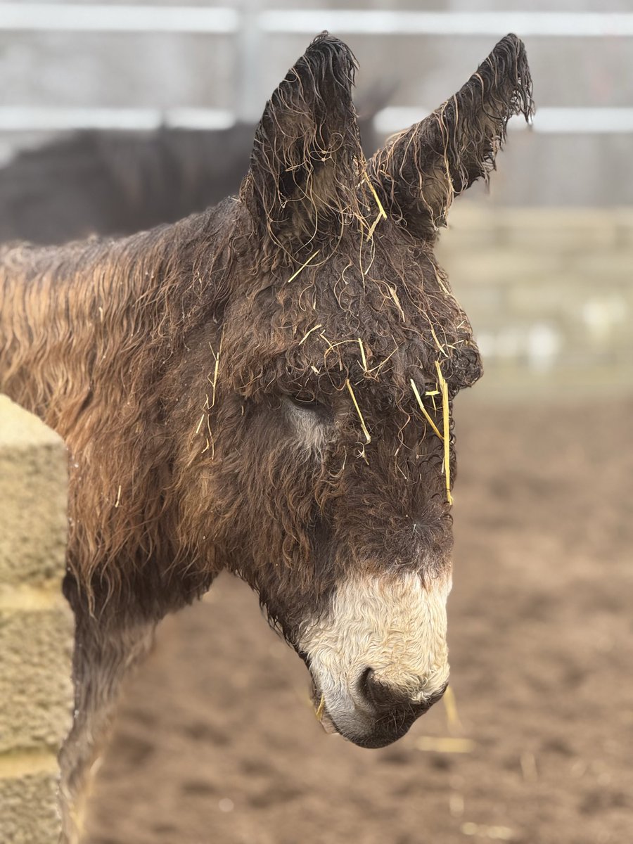 FloofySisters's tweet photo. The hooms adopted Donkey ‘Percy sadly passed away yesterday. Such a shame for such a lovely Donkey #donkey #Donkeysanctuary https://t.co/J6t7k24zQF