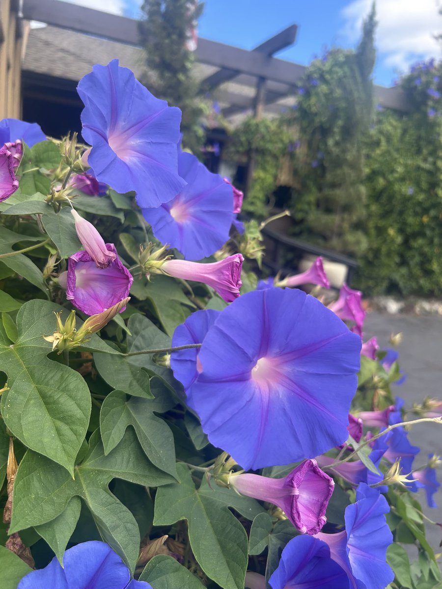 Pluto :P tweet media