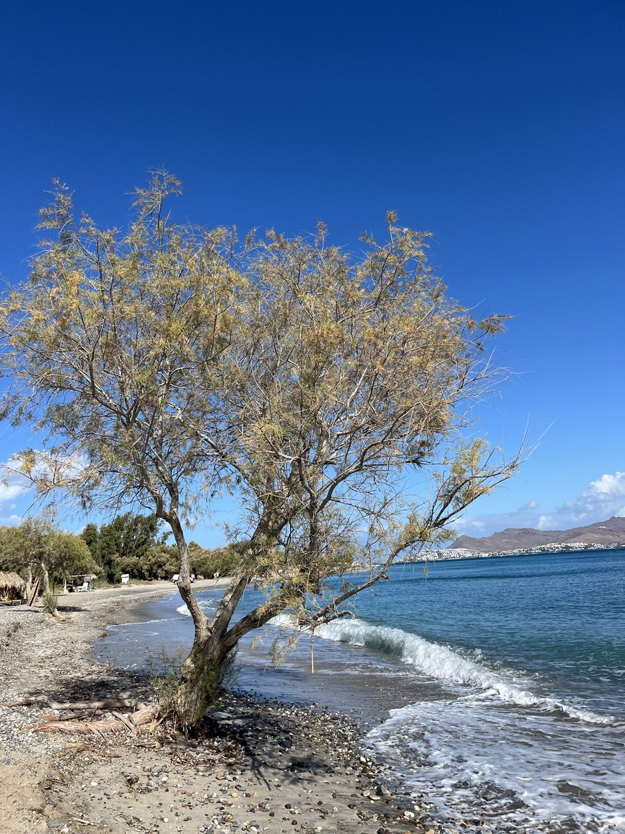 ThemodTaniaxxxx's tweet image. A little stroll on the beach , beautiful #kos