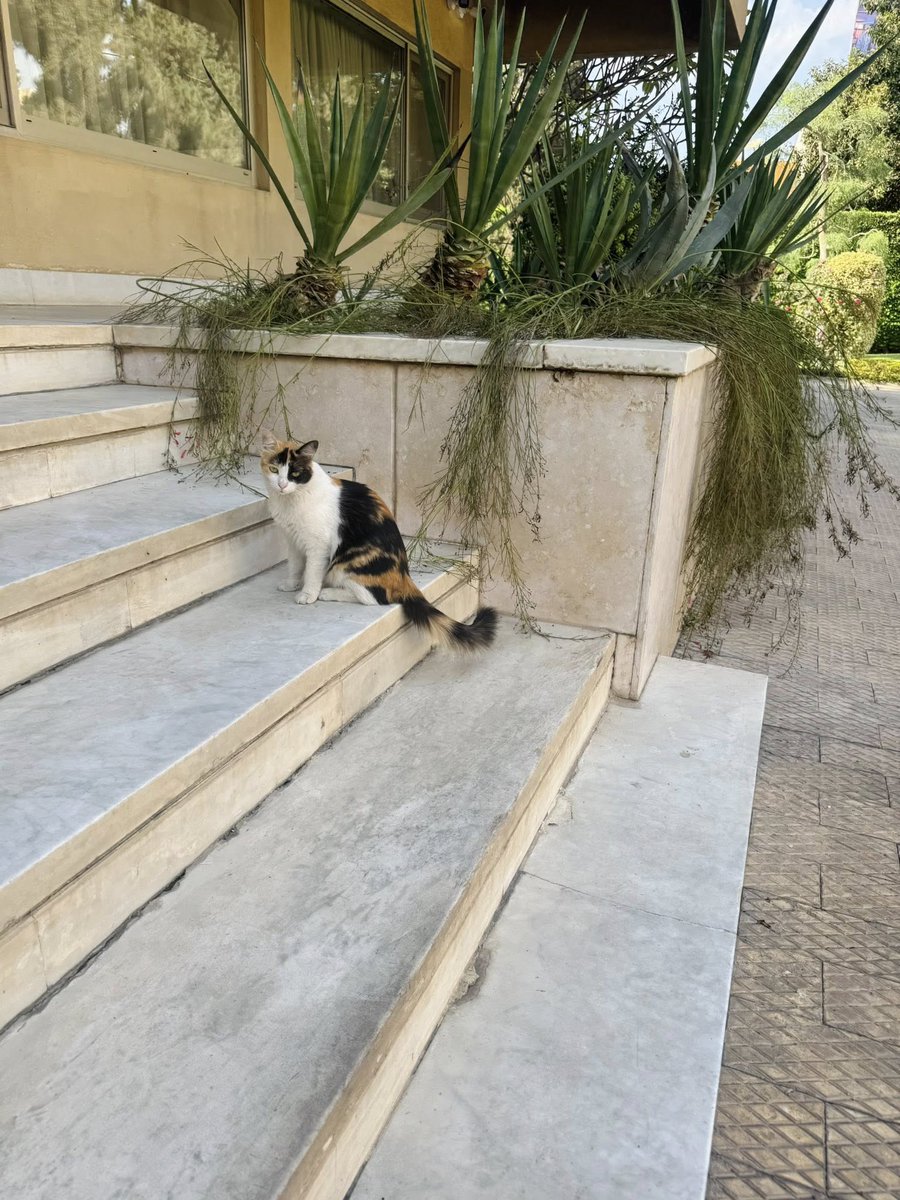 Jenom se tu otočím s volebním hlášením: Na české ambasádě v Káhiře byla takováhle krásná komisařka. 

Z naší vesnice, která ani není na mapě, cesta k urně trvala dvě hodiny a pořád je tu pekelný vedro, takže díky Bohu za klimatizaci v autě.