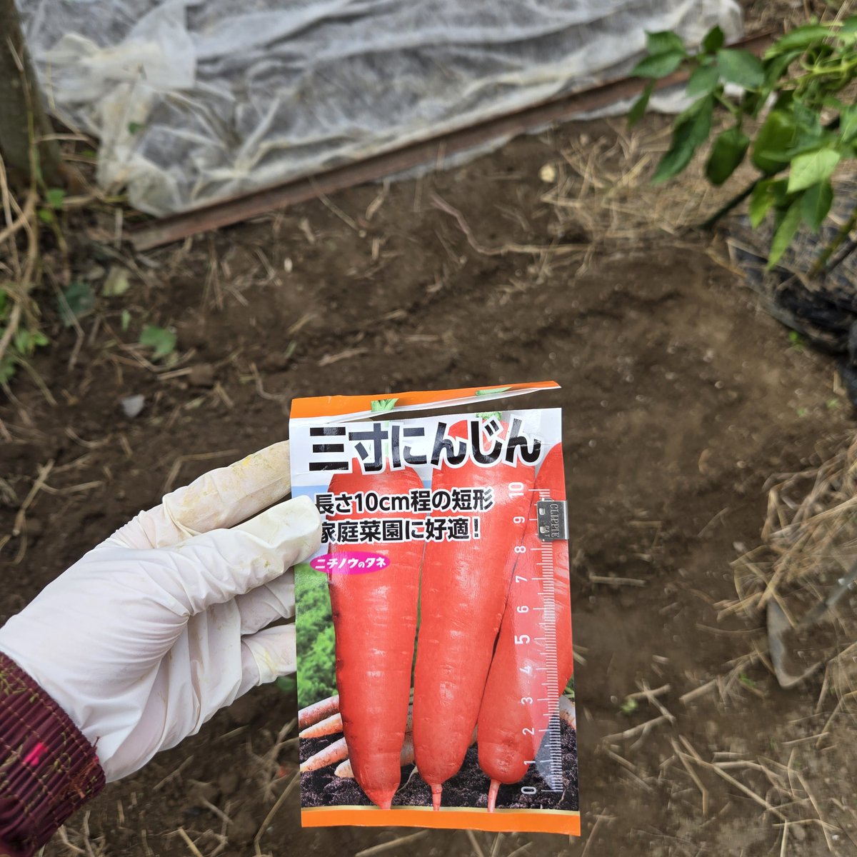 ★信州★ 🌲家庭菜園🌲Q's natural garden🌲 tweet media