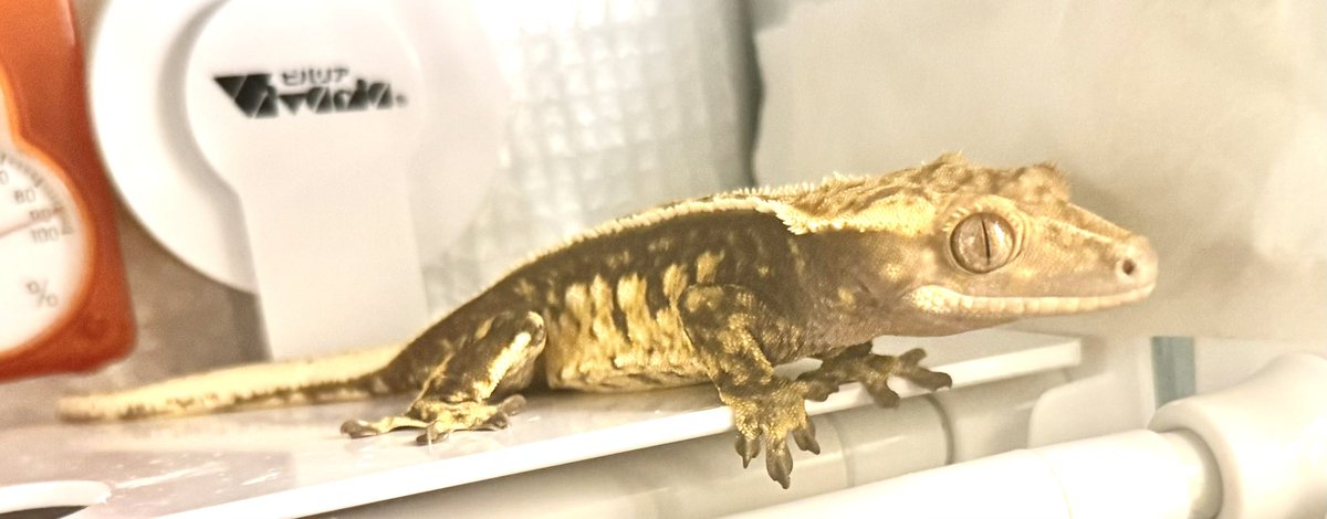 Rose_LD@ ⋆*❁*⋆ฺ。*🥀 tweet media