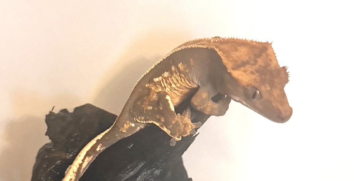 Rose_LD@ ⋆*❁*⋆ฺ。*🥀 tweet media