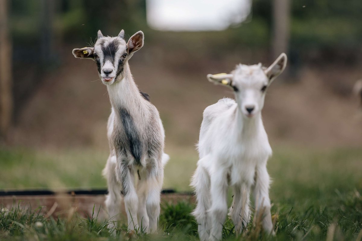 Puy du Fou tweet media