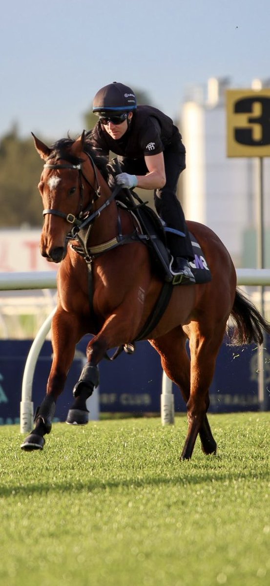 TrishEgan4's tweet image. What a thrill for an owner - a share in a horse running in a Group 1 today and the beautiful Karinska comes in third in Flight Stakes - after lots of flutters - feels like Christmas morning as a kid!! Thanks to ⁦@cwallerracing⁩ ⁦@StarTbreds⁩ and Zac Lloyd! 🐎