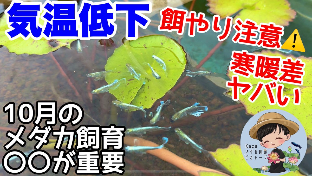 りこ様発注分メダカビオトープ♫茶色 りこ様発注分メダカビオトープ♫茶色 りこ様発注分メダカ