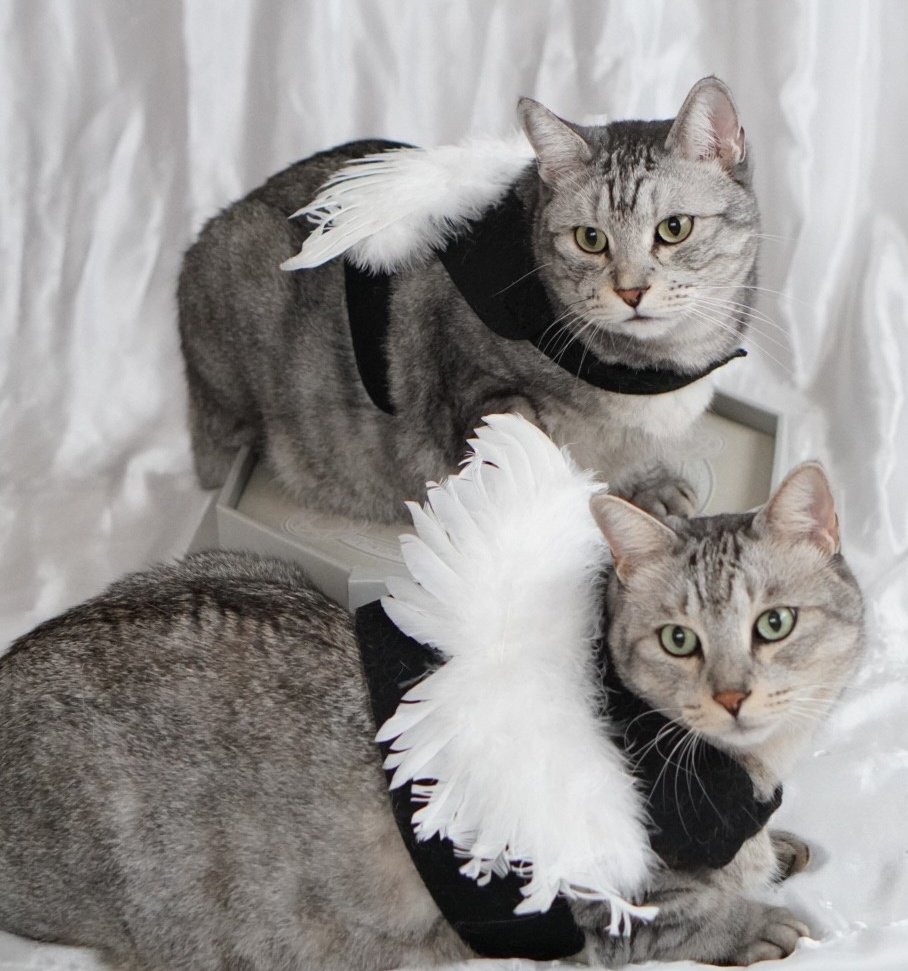 ♡たーにゃん専用♡ にゃんたじあ！ コラボゲーミングPC | パソコン工房【公式通販】