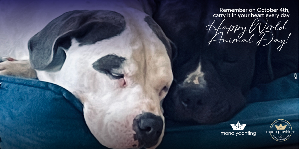 Happy World Animal Day!

#MonoProvisions
#MonoYachting
#HappyWorldAnimalDay