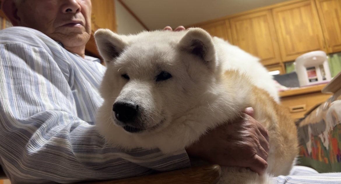 しばわんこ生活 (@toshi38410872) / Posts / X