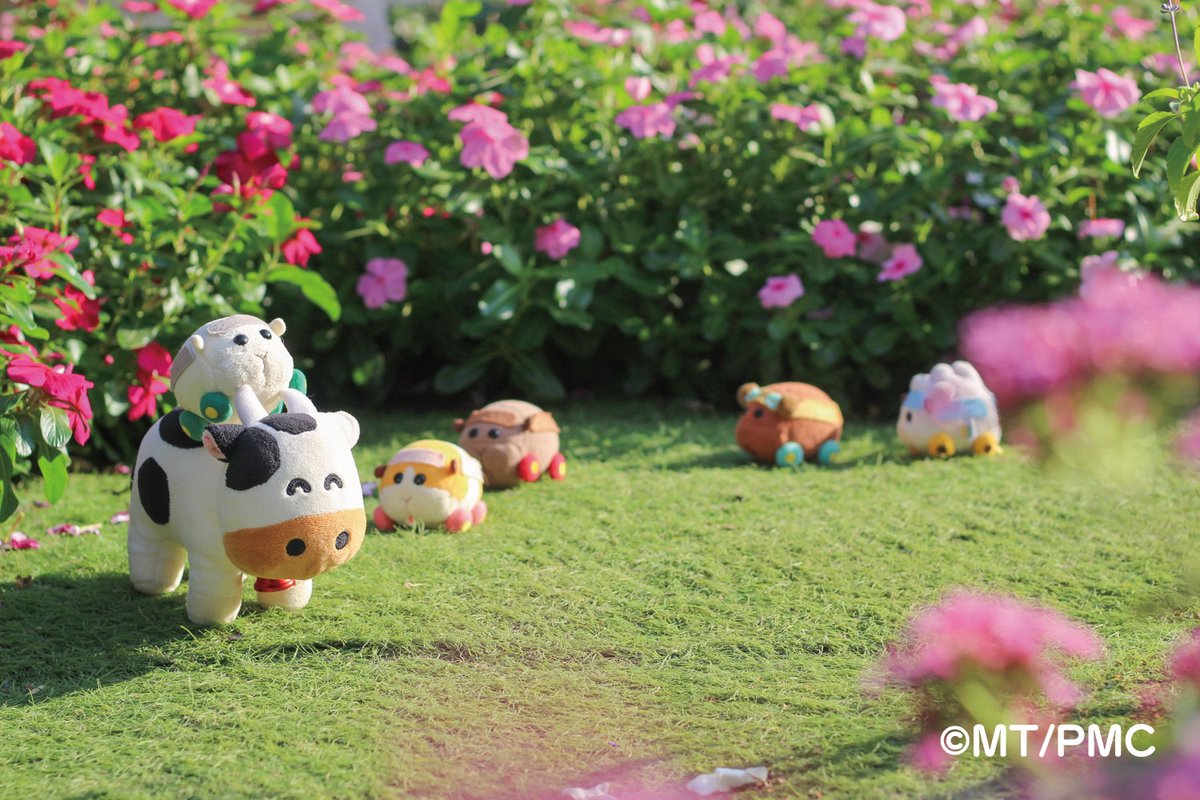 おはようございますなの～🐮

モルカーたちと朝の牧場パトロール中なの～✨
今日もお花が綺麗でばっちぐー！

#PUIPUIモルカー #モルカーコラボ #モルカー #成田ゆめ牧場