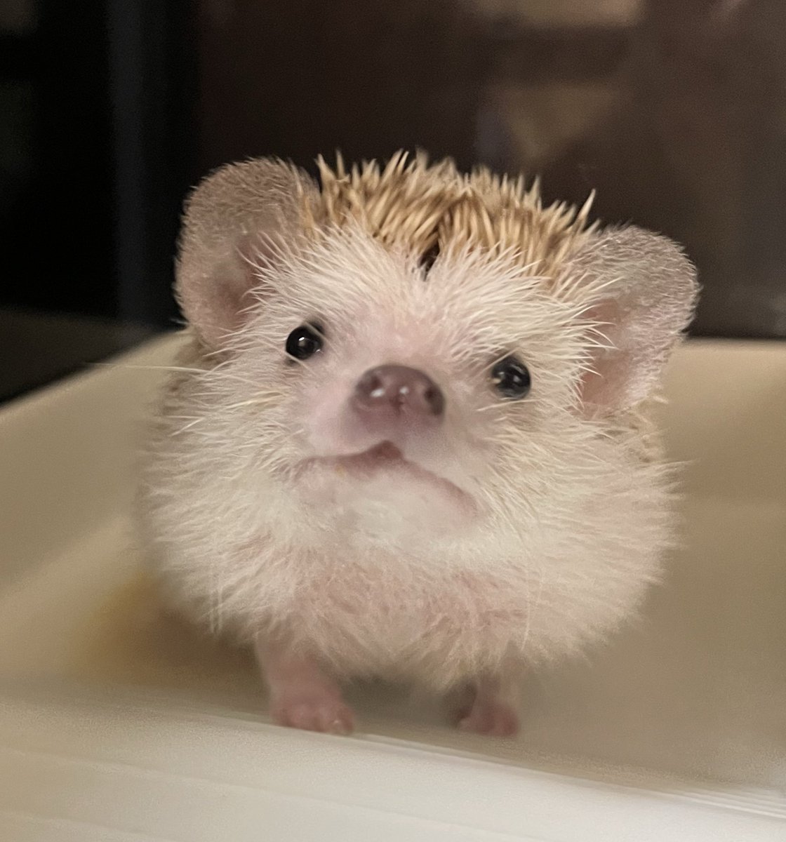 たけこ🦔ハリネズミのハリー (@andyou_5f8) on Twitter photo 