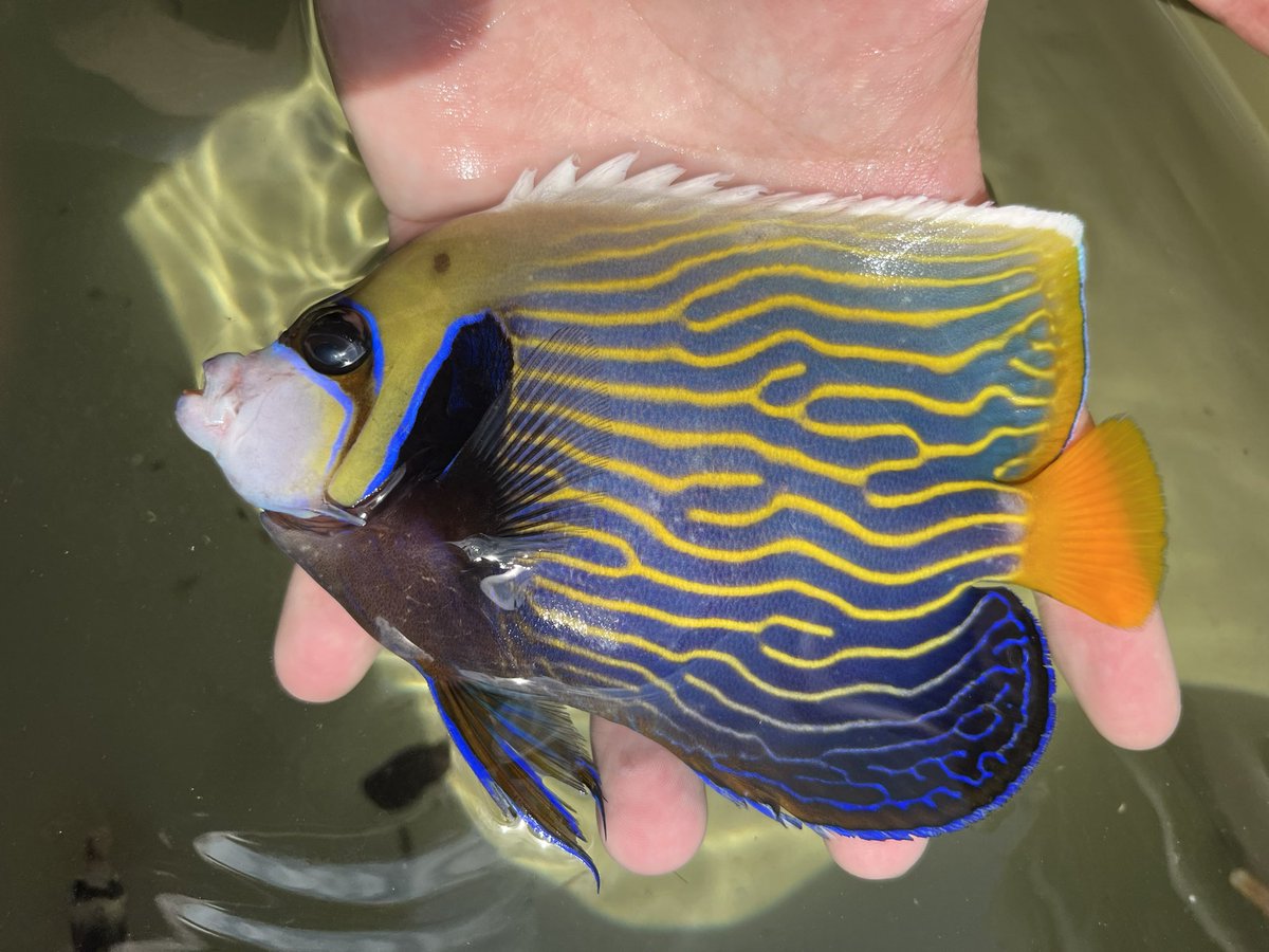 ズーナマ (@zuuuunama) / Posts / X