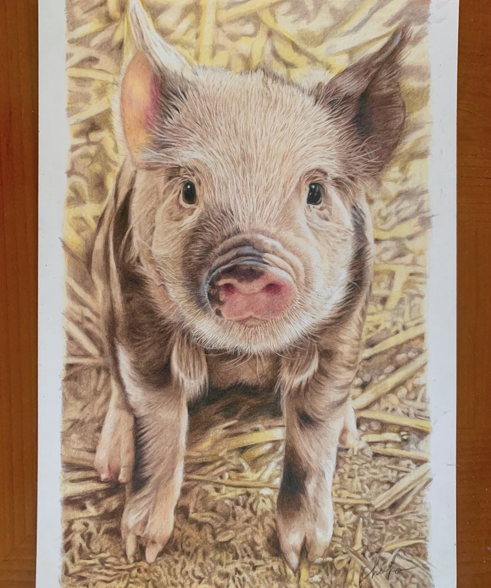 色鉛筆画 - Search / X