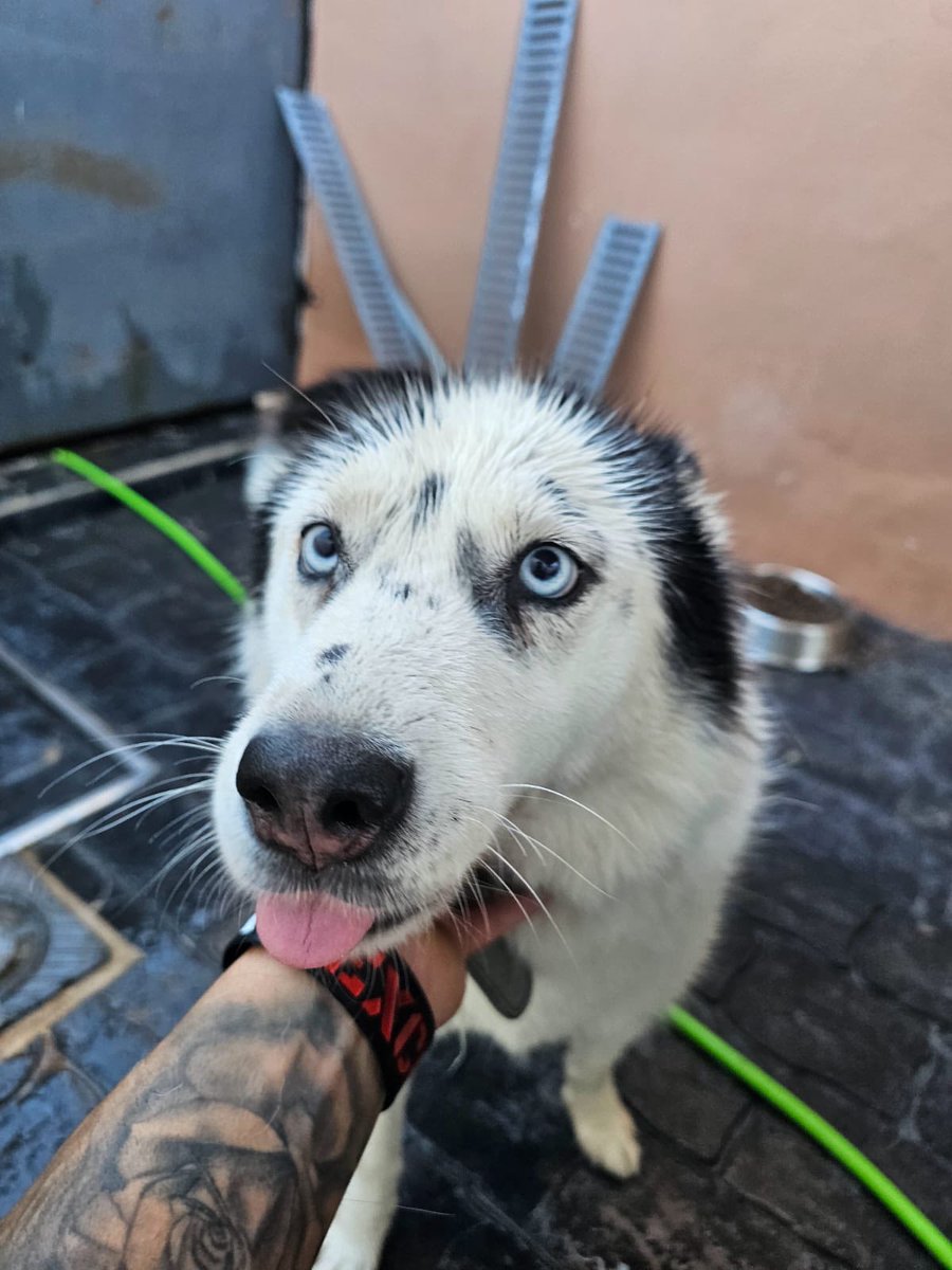 #Sevilla
#LOBITA tiene 8 años. Es una perra cariñosa, le gusta tener su espacio, independientemente, sociable con otros peludetes, pero tiene el don de mandar. 

Sabe vivir perfectamente en un hogar y está sanita.

Puede viajar
Si conoces esta raza de perros y quieres que LOBITA