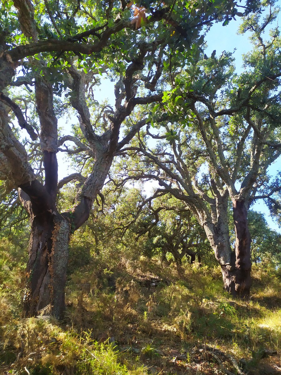 Els paisatges a la Serra d'Espadà estan plens de sureres, potser el seu arbre més representatiu.
També a les imatges, la localitat d'Artana vista des de les Penyes Blanques.