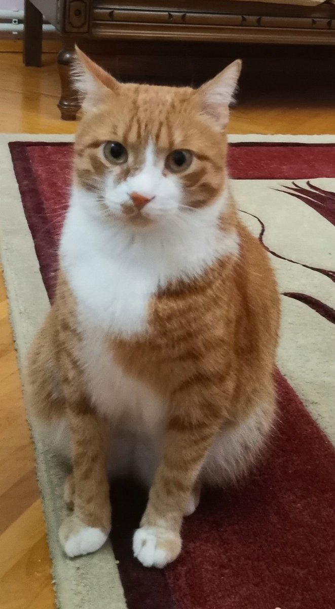 Dünya Hayvanları Koruma Günü 🧿❤️