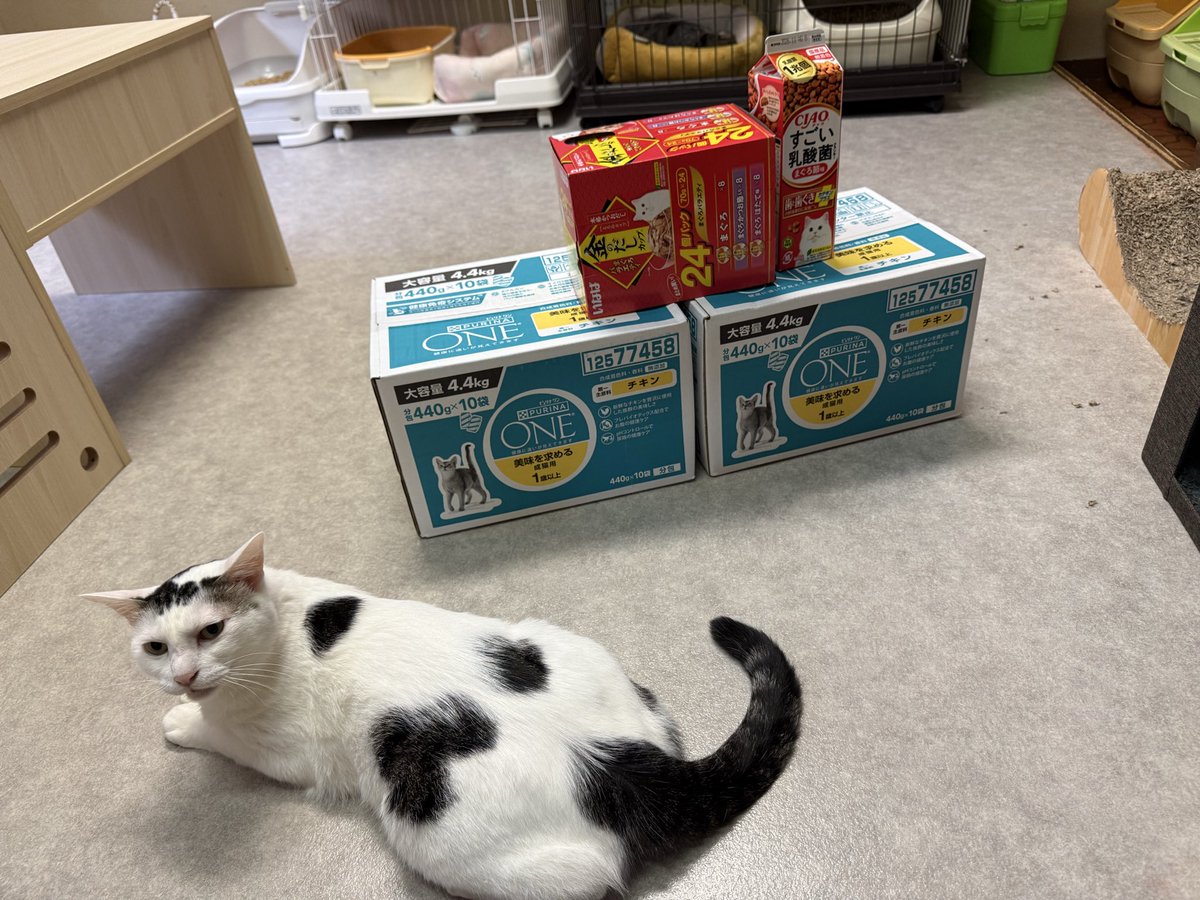 ご支援が届きました！！✨📦
ピュリナワン、おやつなど毎日消費が多いので助かります！！
きいろもレン吉も喜んでました🫶
今後ともご支援よろしくお願い致します🙇‍♀️