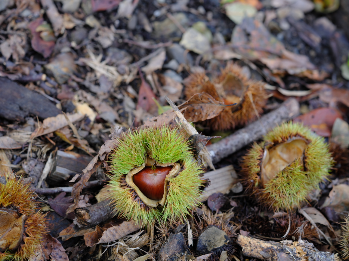 MakerunaGoro's tweet image. 秋の恵み。

#GFX100Ⅱの試し撮り。
う～～ん、やっぱり私ごとき眼鏡派にとっては、ファインダーって難関でありますな・・・
これでも「栗は中央」で、撮ったつもりです・・。