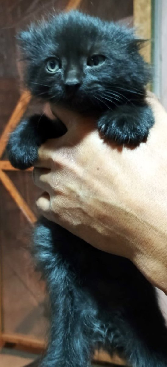 Gatitos en adopción! Stgo., mira esta belleza d casi dos meses y enamórate ! WhatsApp +56987685580