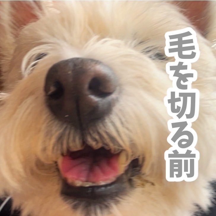 首長犬 ラブハーネス SS レッド | ペティオ オンライン ショップ本店