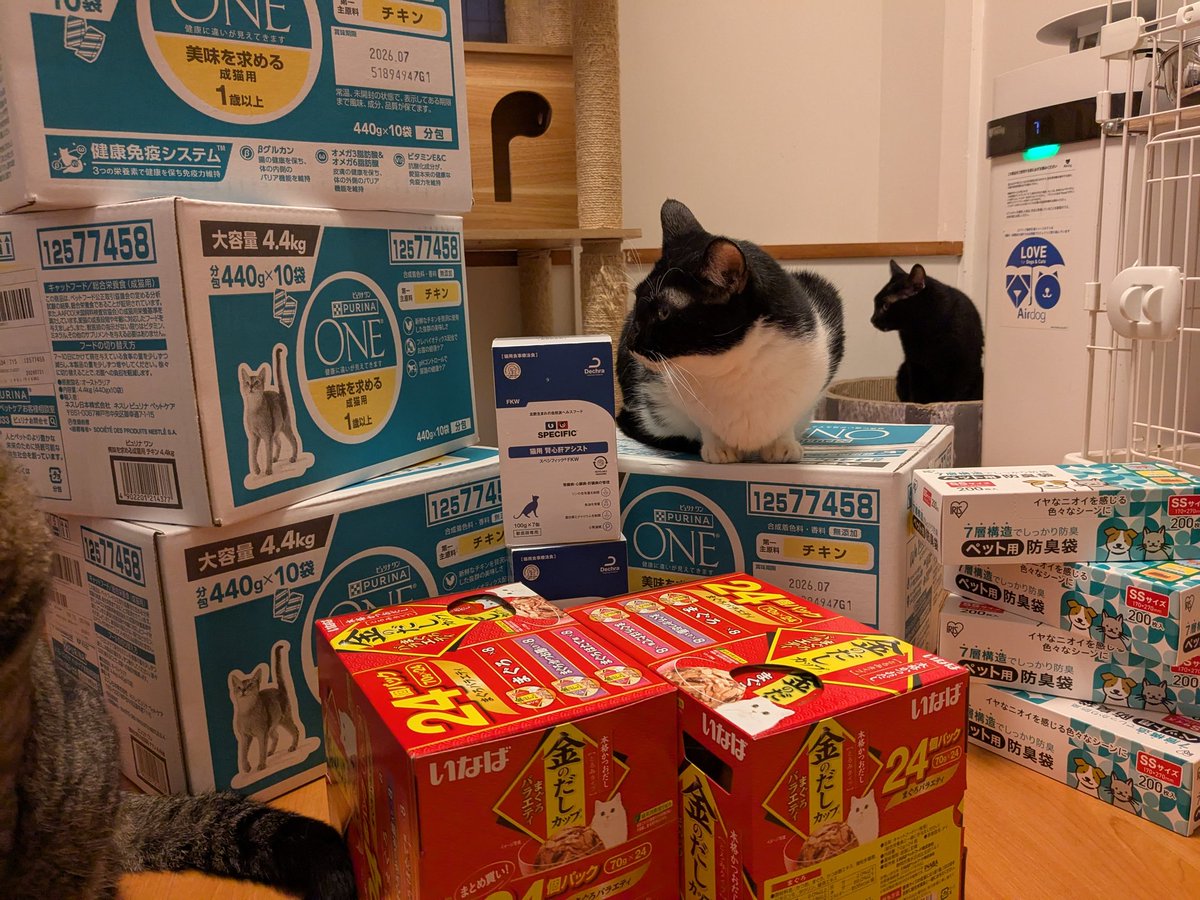 【ネコリパハウス高円寺】です
たくさんご支援物資が届きました✨
保護猫たちにお心寄せて下さりありがとうございます😭
「写真撮るよー！」
と振り返ったらすでに完璧なスタンバイの黒白のたまちゃん💕
大切に使わせていただきます🙇‍♀
↓ネコリパハウスほしいものリスト
x.gd/iEX9j
