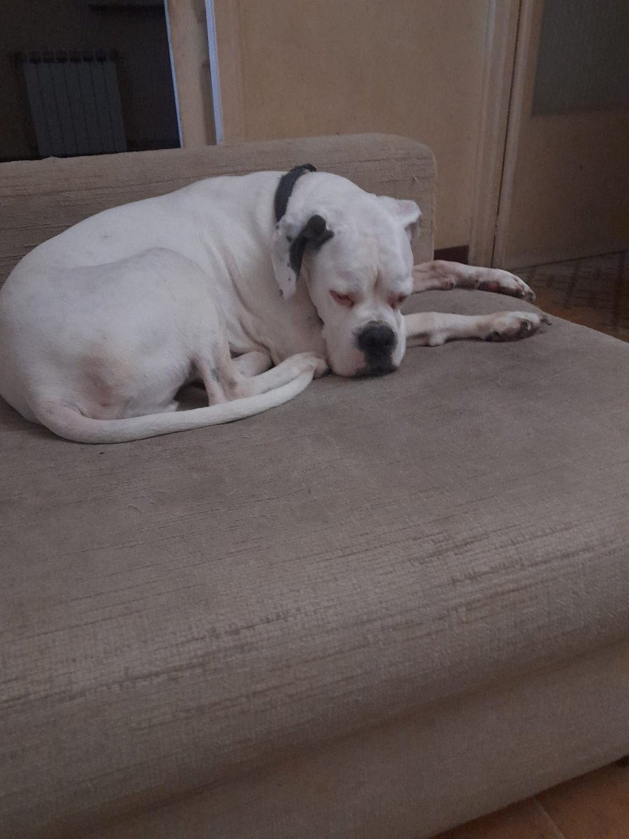 Associació Els Quissos (@elsquissos) on Twitter photo 🆘 ACOLLIDA O ADOPCIÓ URGENT
👉 Cas extern
Per motius de vivenda necessiten trobar casa per aquests dos bóxers de 10 anyets
Són la Xica i el Piecito
Si podeu ajudar contacteu amb 
611 50 59 08 🆘 ACOLLIDA O ADOPCIÓ URGENT
👉 Cas extern
Per motius de vivenda necessiten trobar casa per aquests dos bóxers de 10 anyets
Són la Xica i el Piecito
Si podeu ajudar contacteu amb 
611 50 59 08