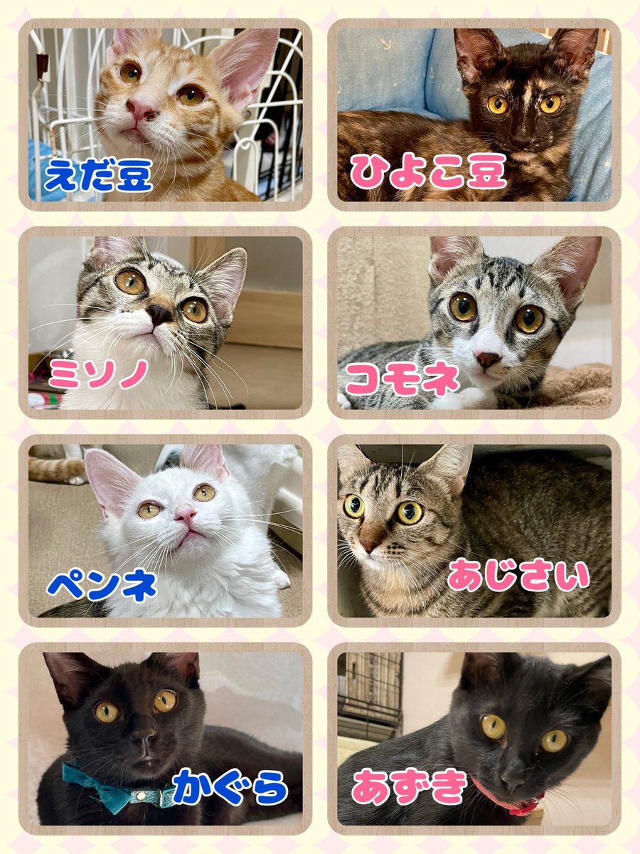 購入前に連絡下さい★猫飼ってます•*¨*•.¸♬︎ クロ🐾𓏲𓎨 (@zx400g) / X