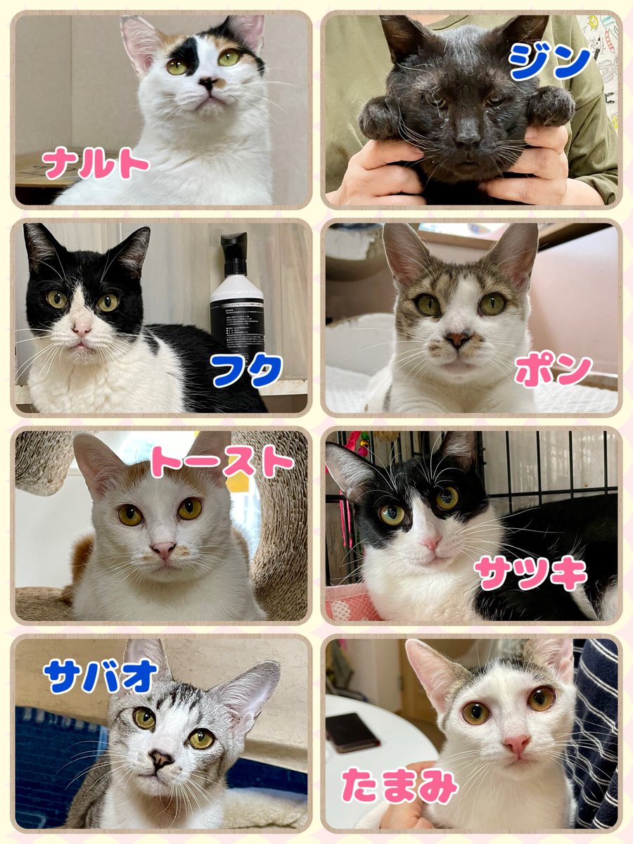 購入前に連絡下さい★猫飼ってます•*¨*•.¸♬︎ クロ🐾𓏲𓎨 (@zx400g) / X