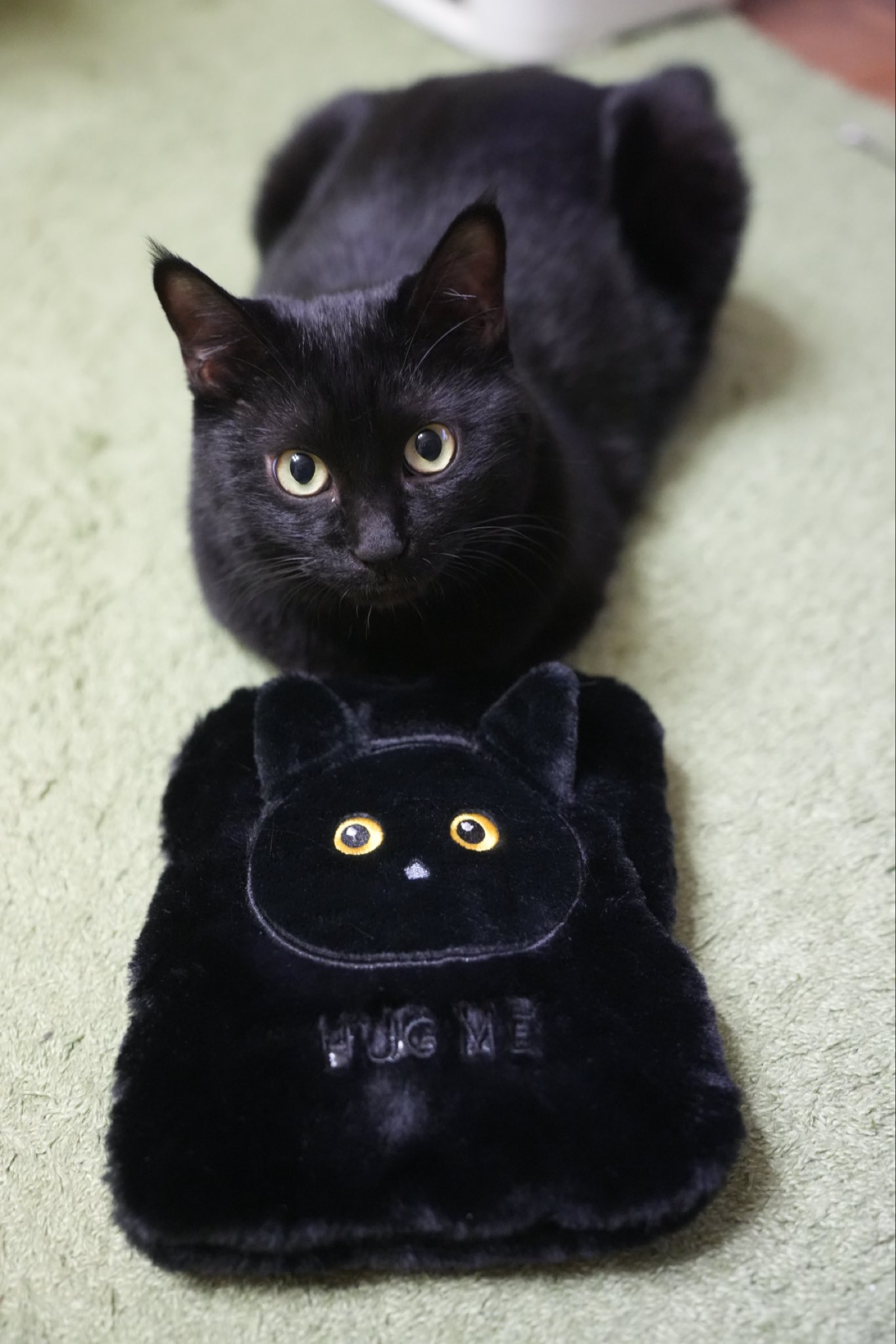 黒猫　38 黒猫つくねちゃん太しっぽ on X: 