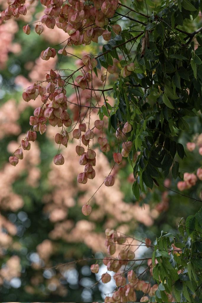 fossettevv's tweet image. 初秋的“摇钱树”