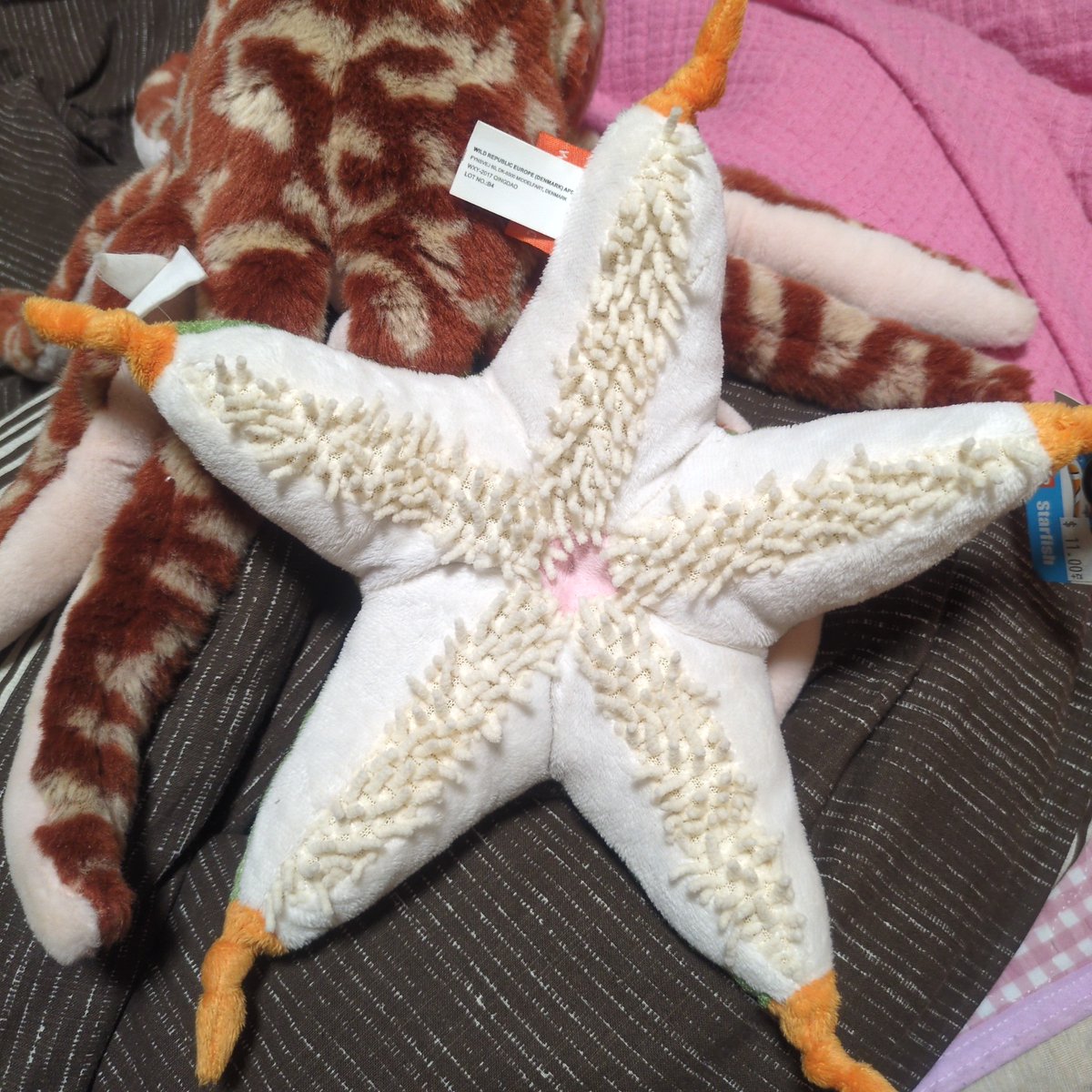 友達に手を繋いでもらって一輪車乗れるようになった！明日も練習するぞ！！！これはヒトデのぬいぐるみの裏側です