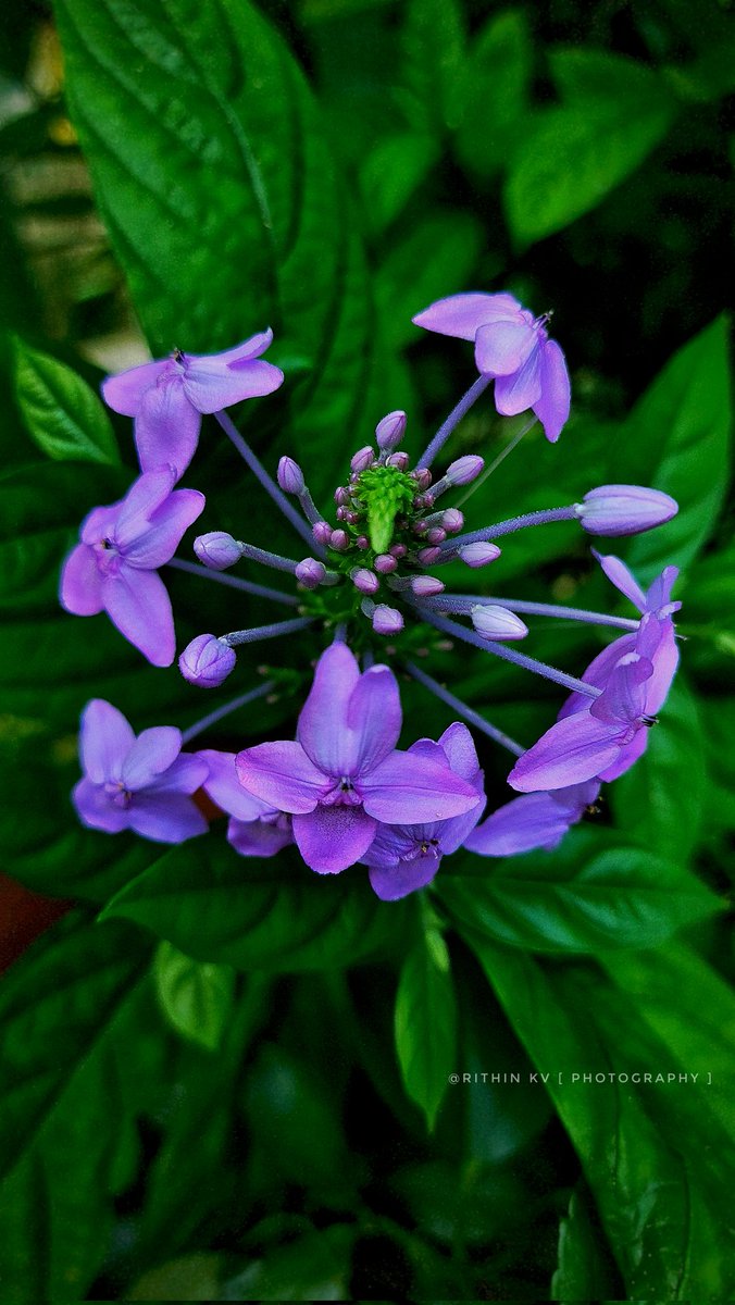Iam_RITHIN_KV's tweet image. A quiet bloom in nature’s gentle palette.
The pastel flower (Pseuderanthemum variabile) stands soft yet strong  a whisper of lavender in a world of green. 

#PastelFlower | #MacroNature
