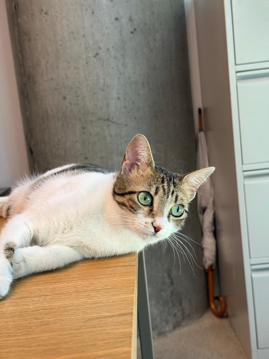 bitlocom's tweet photo. Bir kedi dokunduğu her yeri yuvaya dönüştürür. Kedimiz Bitlo, bizim ofisimize de bunu kattı. 😻

4 Ekim Dünya Hayvanları Koruma Günü’nde hatırlayalım: Sokakta gördüğümüz her patinin bir hikâyesi var. Onlara umut olmak bizim elimizde. 🐾 

#4EkimHayvanlarıKorumaGünü https://t.co/2NHRY4Qv5S