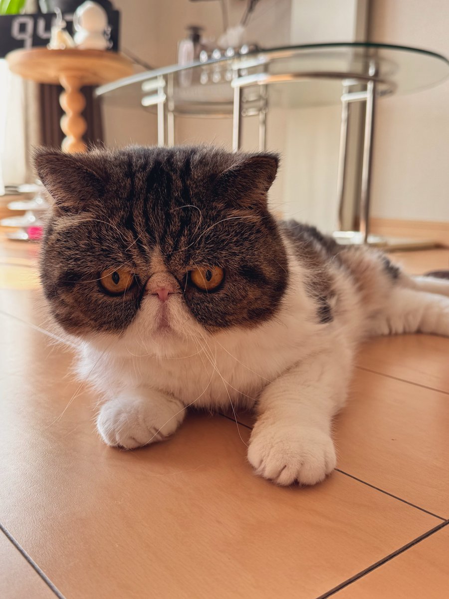 ショートコートちくわ☺︎様 フェイクファーショートコート【洗える】（2002528871