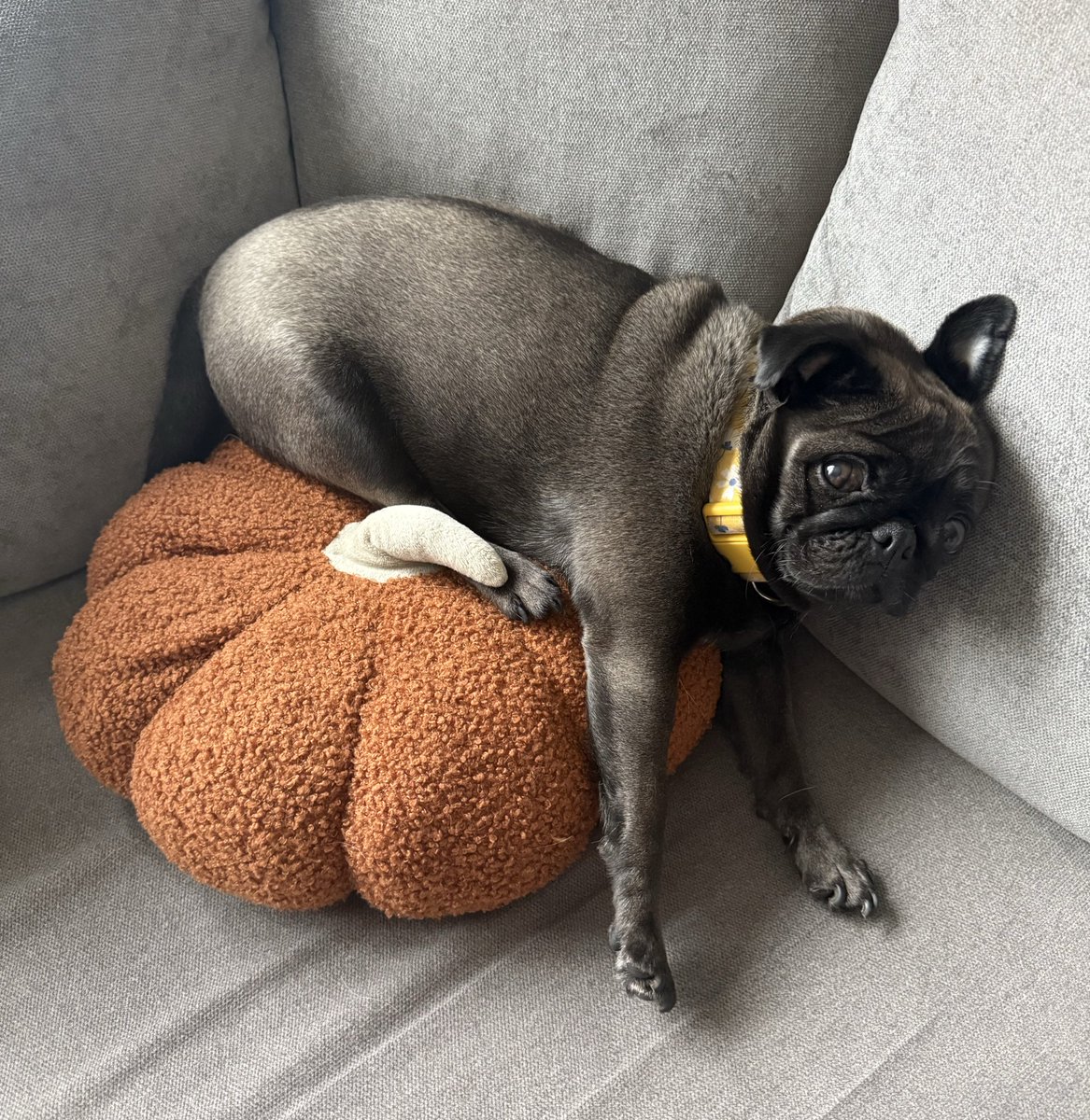 Karndiru 🌿 tweet media