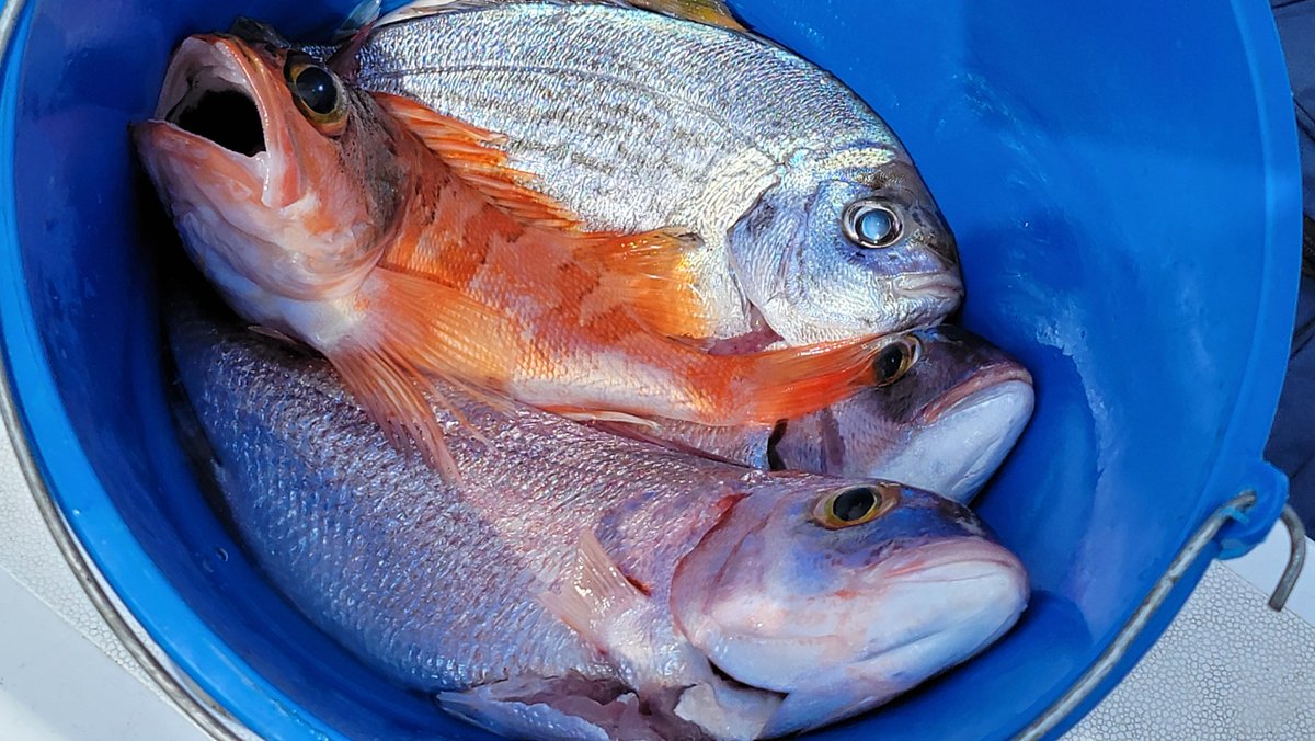 No n'hi ha per llençar cohets però la galleda avui fa goig.
