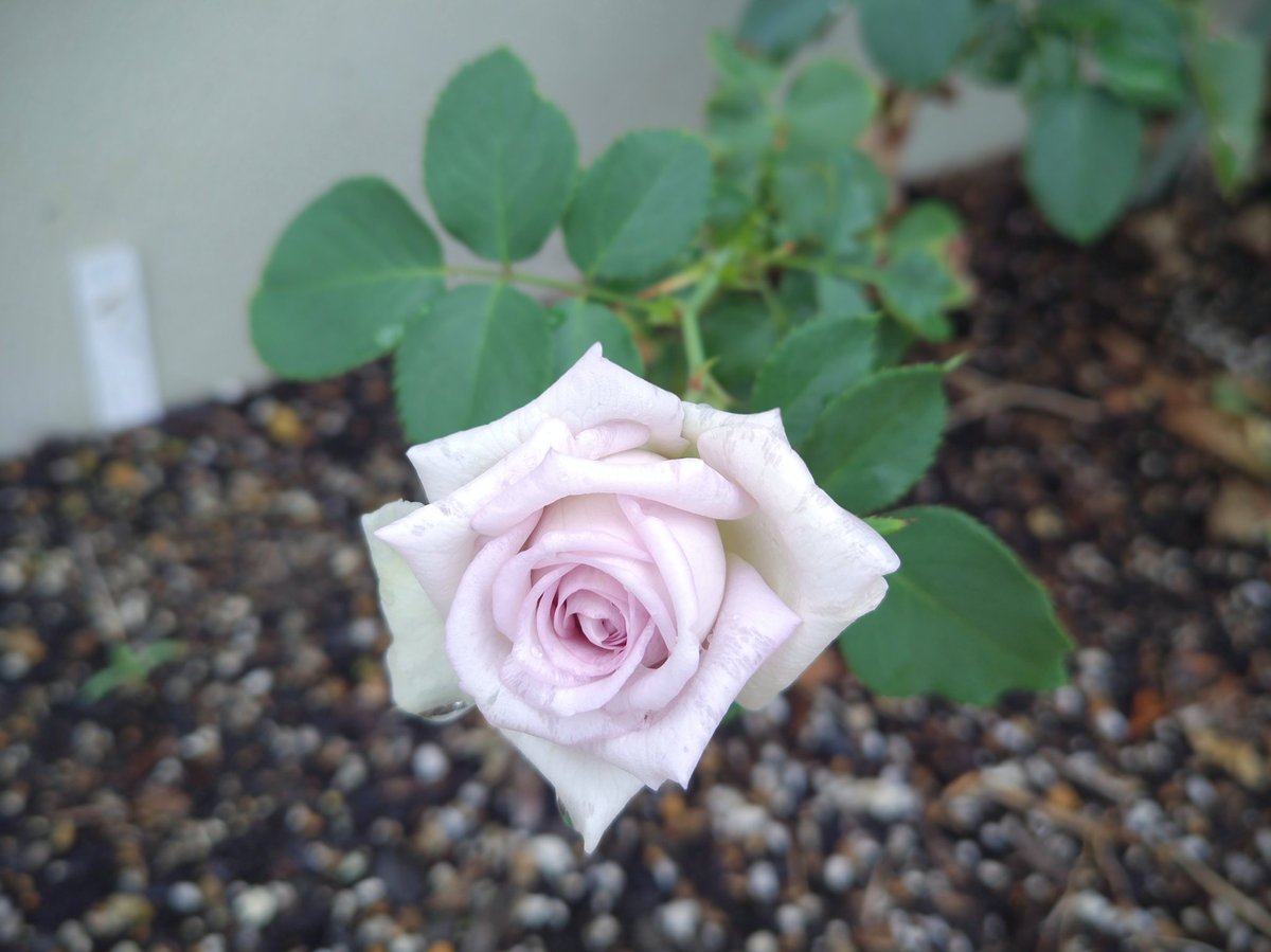 今日は発熱ボンバイエな土曜日だったので、ドラえもんの映画で子を誤魔化しながら生きた

そんな中うちに来てから初めて咲いたバラ

こういうのが見たくて植物育ててる

昨日から38℃をずっとウロウロ

皆さまもお気を付けてね🫶