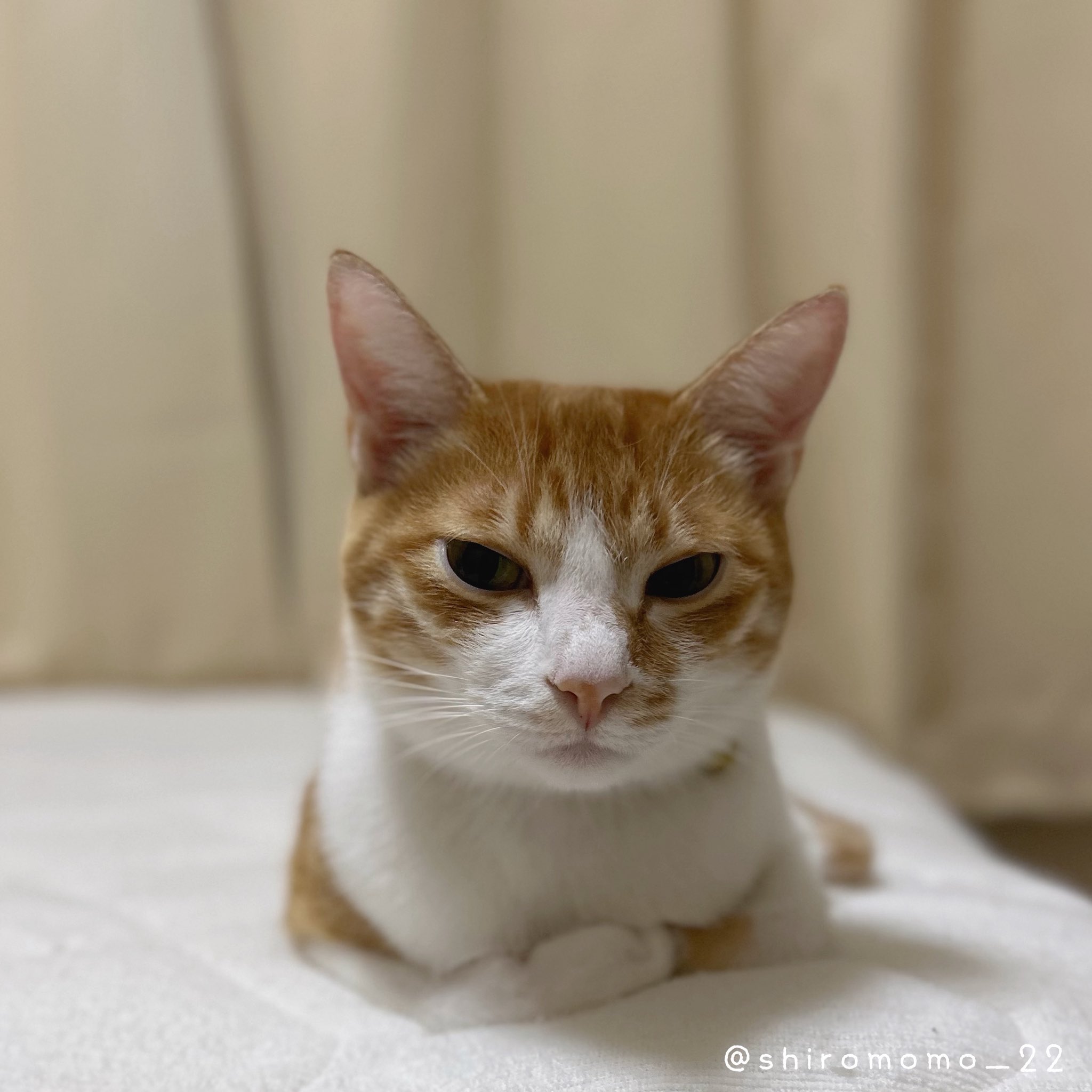 白桃猫猫⋆咲月 on X: 