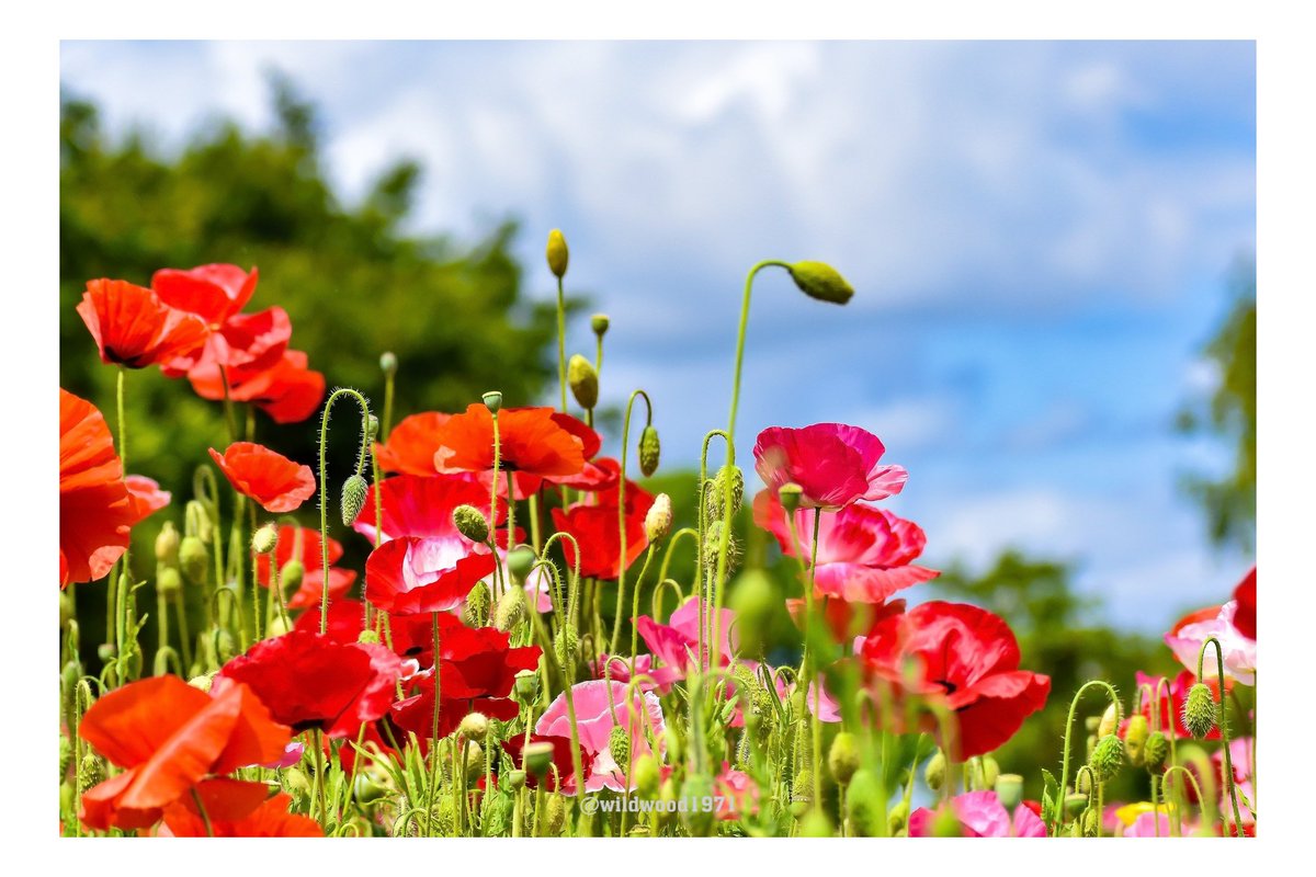 Wildwood1971 (Wild and Woody Photography) tweet media