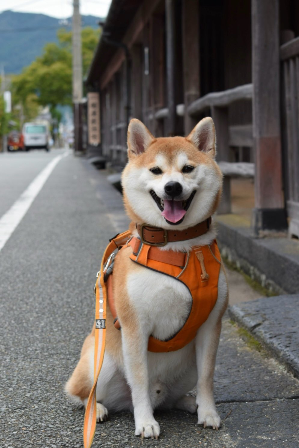 まめまめ 柴犬まめ on X: 