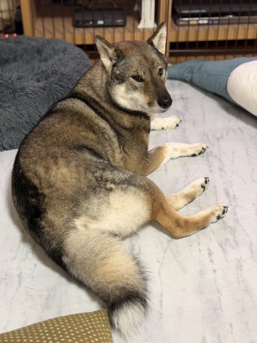 🦊＋🦝＋🐕＝
＃四国犬