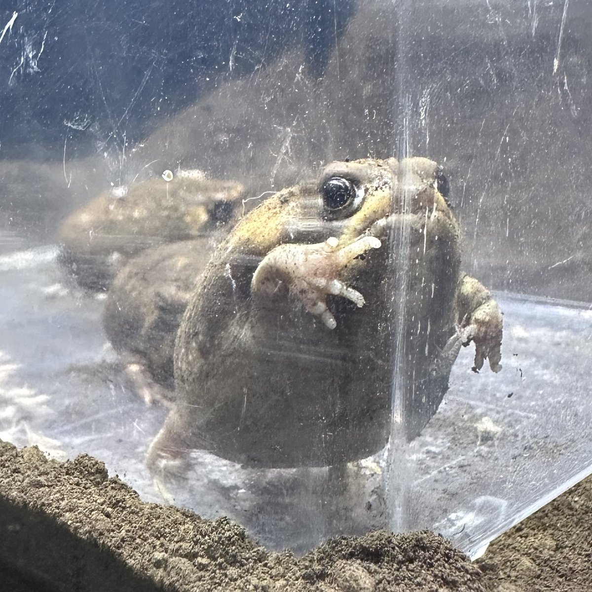 カエル♡ パートナーを見つけて嬉しそうなカエル
