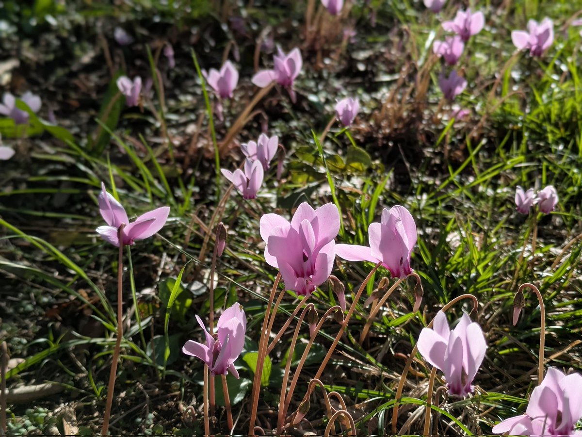 アルマニャックの生産地でこの時期だけ咲く野生のシクラメン

アルマニャック専門店、エルベスボワはこちら↓
shop.elevesousbois.com

#アルマニャック好き
