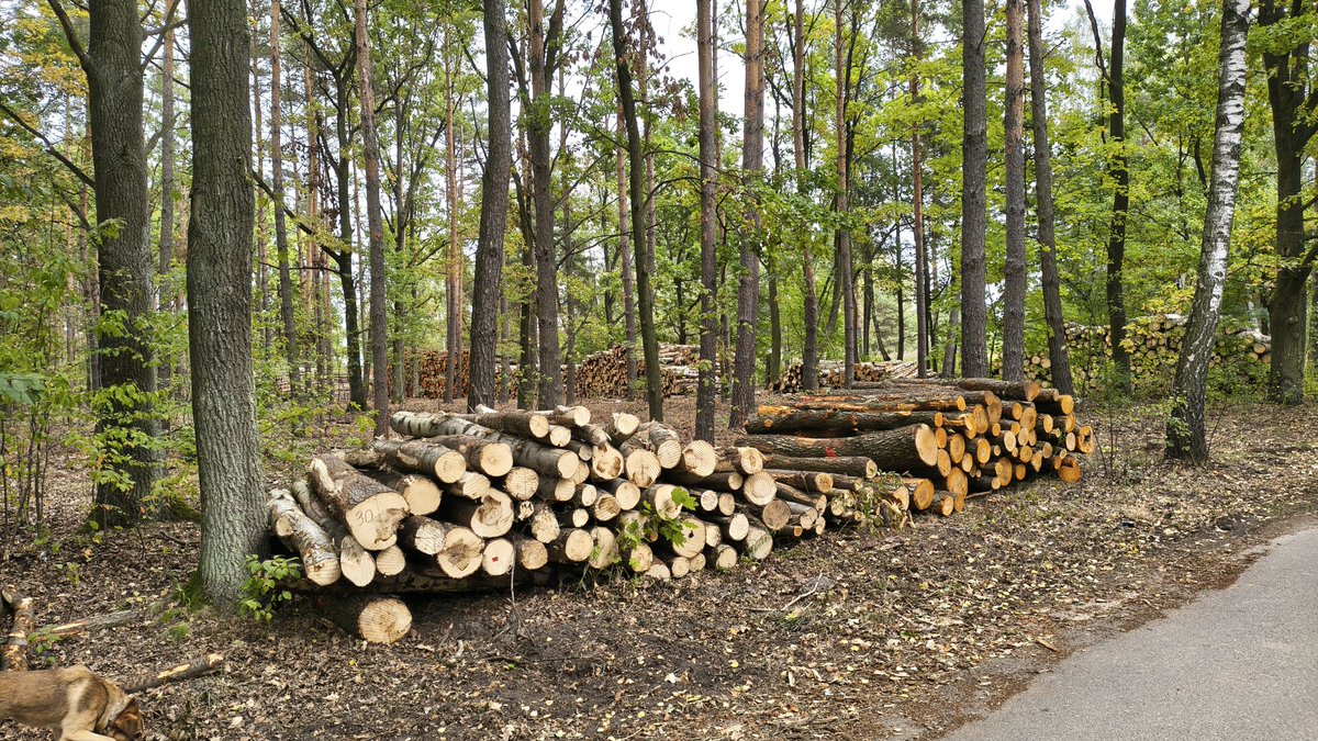 Skończyły się rządy PiS, skończyło się wycinanie drzew