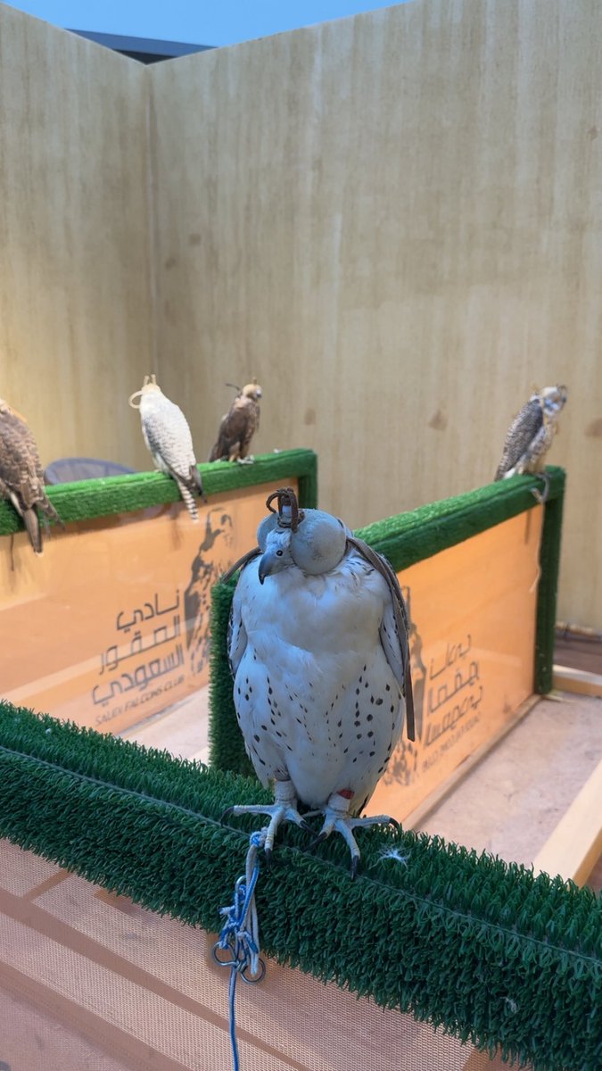 tuokll's tweet image. 