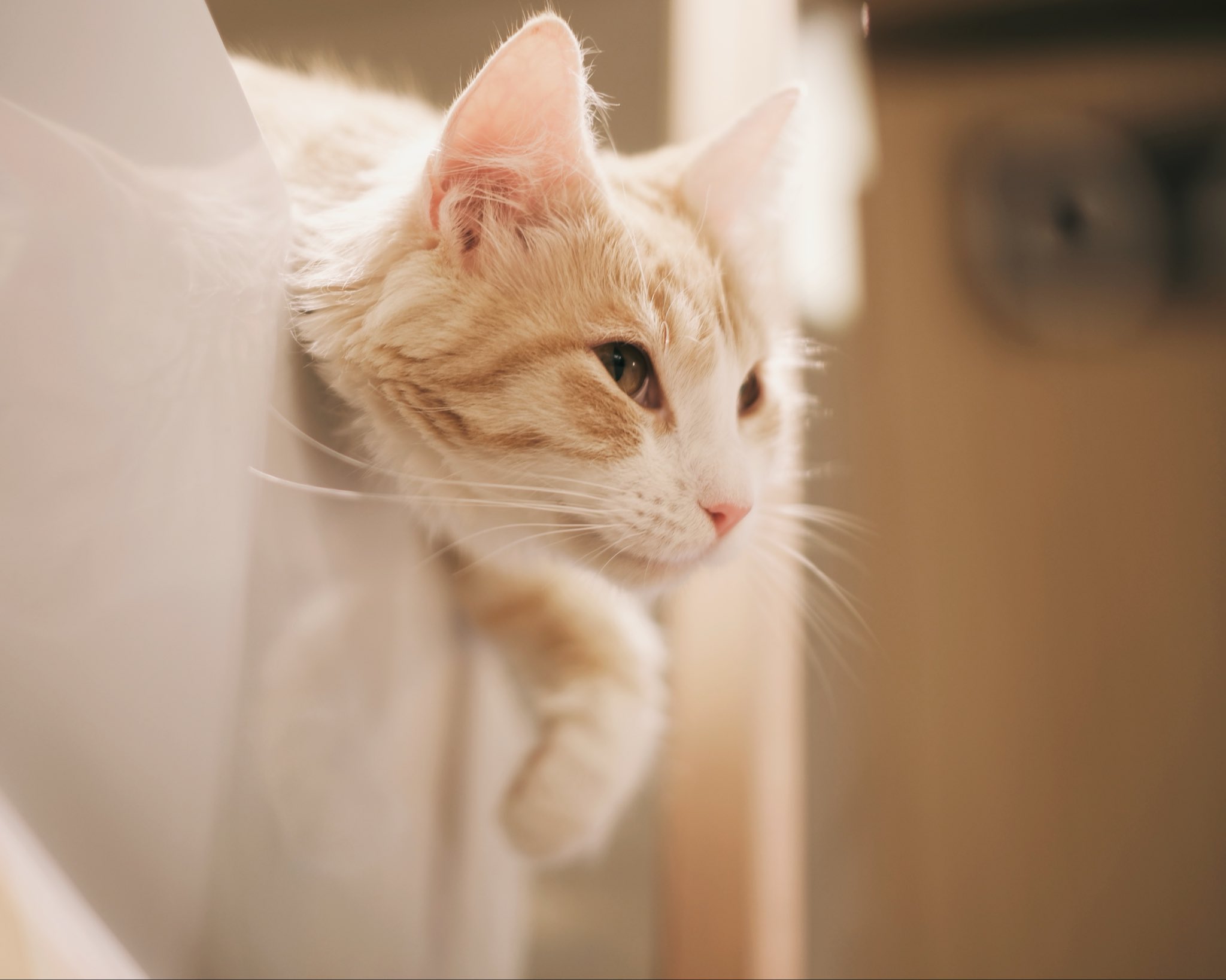 ネコちゃん photo 猫ちゃん新入舎情報！ | かねだい青梅店 最新情報